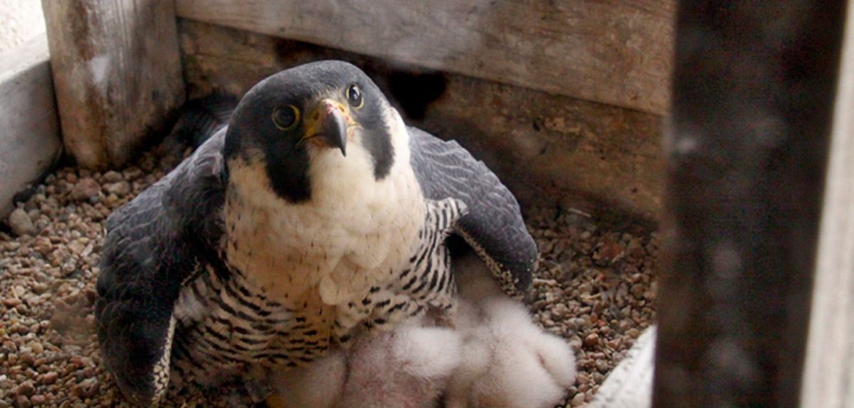 Peregrine falcon keeping eyasses warm